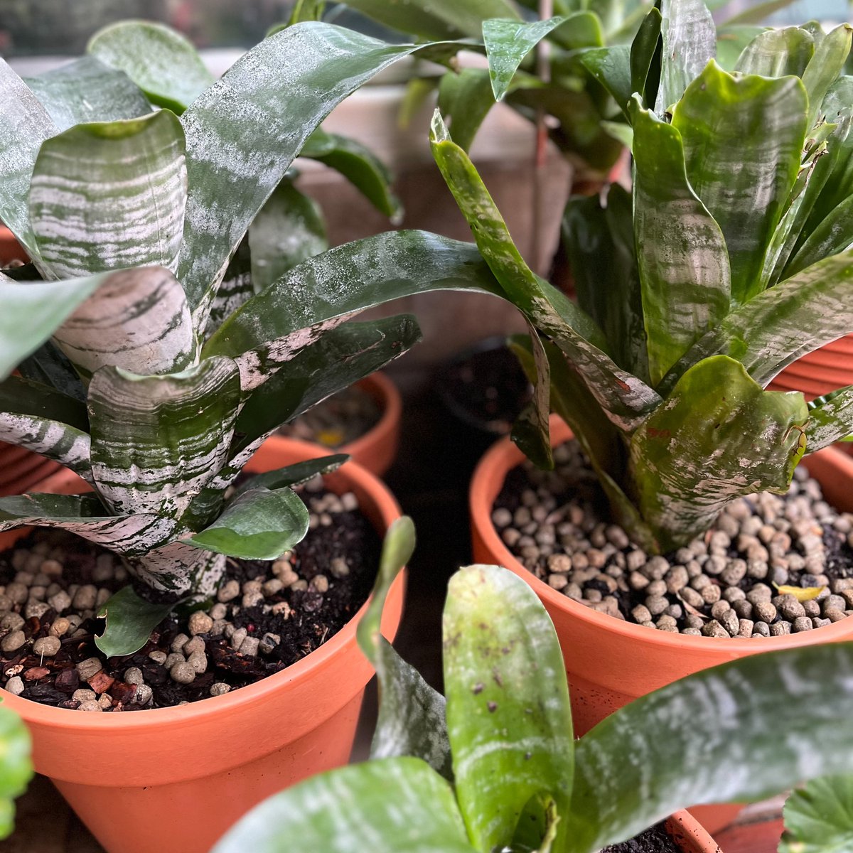 DuarteCrispim's tweet photo. le jardin secret https://t.co/su5ja84hKS