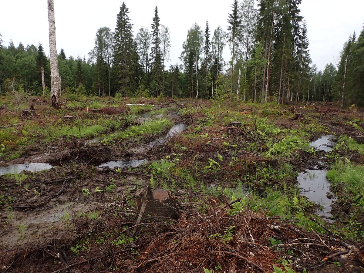 Toiseksi suurimman maanomistajamme <a href="/Tornator3/">Tornator Oyj</a> toiminta ei kestä päivänvaloa. Yhtiö ostaa arvokkaita metsiä, jotka se hakkaa rikkoen #FSC kriteerejä ennen kuin kukaan ehtii puuttua, omistuksiaan salaillen. Valtimolla rikottu peräti 5 FSC-kriteeriä, yksi vesilain rike. /Joni-Matti