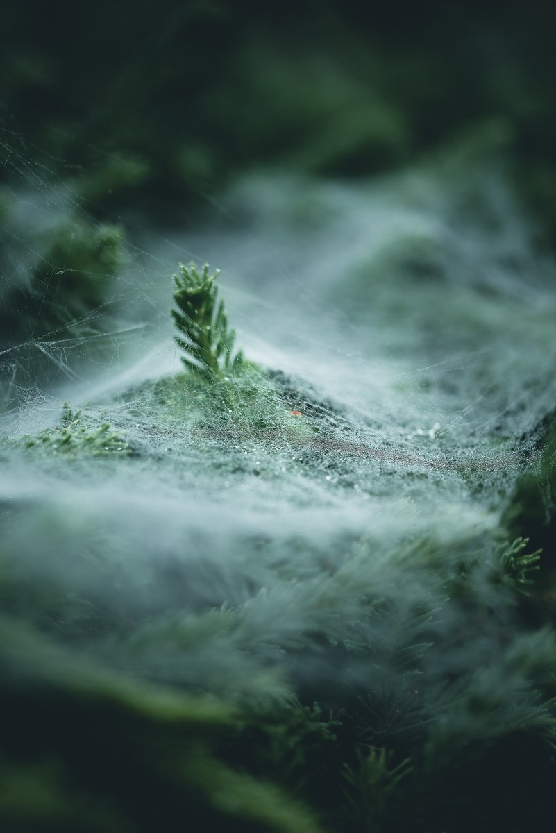 OJ Perry Photography tweet media