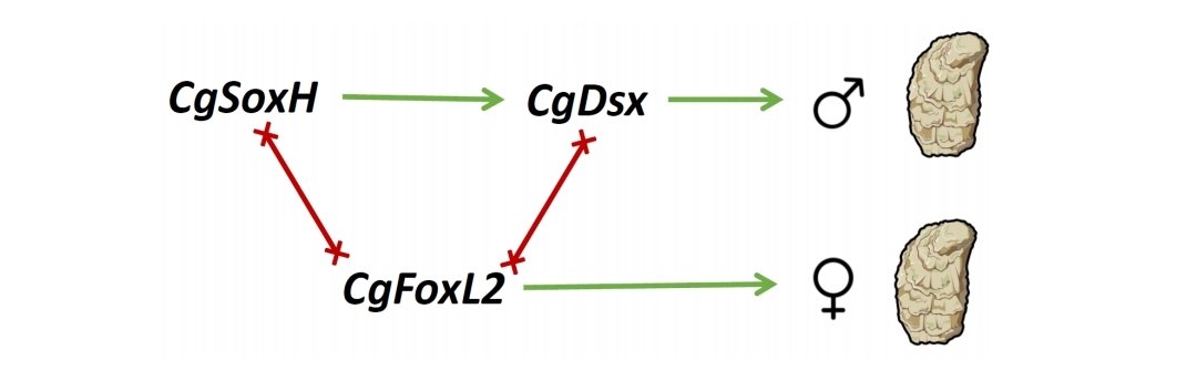 Filippo Nicolini tweet media