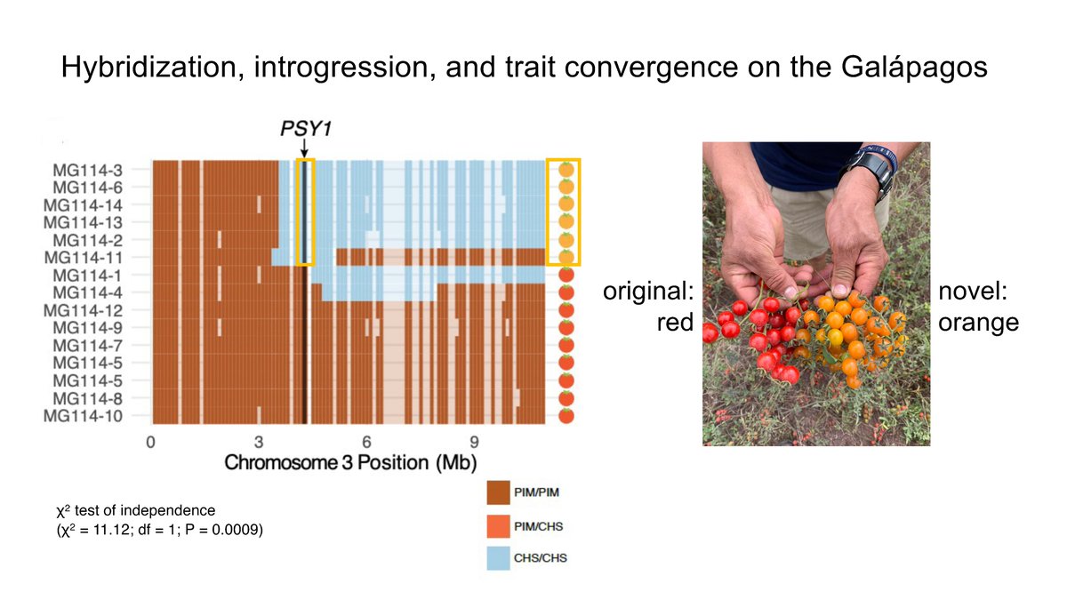 !more 🔥 #SMBE2023 in the san paolo cloisters! stop by my poster #824 to hear about hybridization and trait evolution in wild Galápagos 🍅s...