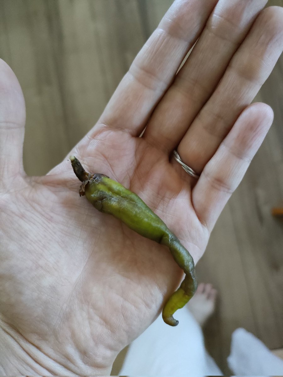 洗濯機から、ししとう出てきた😳‼️
#ししとう　#なぜ