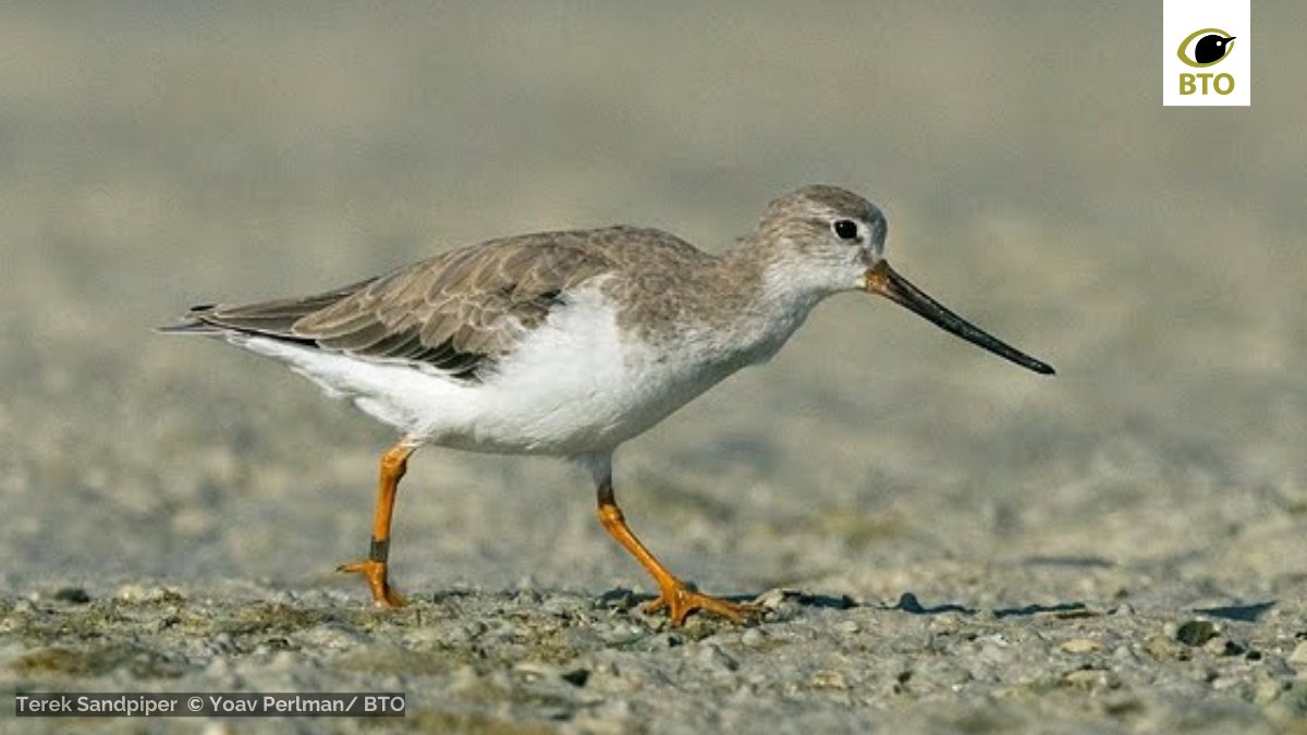 Let's make up for the loss of the blue bird with some bird names beginning with #X shall we? 

First up is one we would flock to see on its very rare visits to our shores: Xenus cinereus, the Terek Sandpiper! #TwitterX