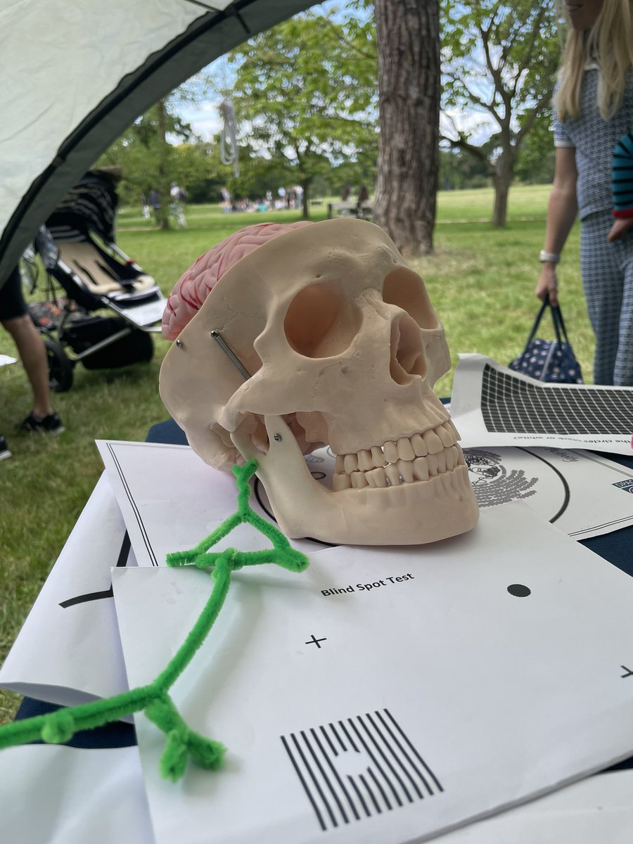 Science in the Park :D

(It turns out kids go absolutely nuts over the blind spot test) 

@OxfordDPAG @KavliOxford @WadeMartinsLab 

#GetYourBrainSticker