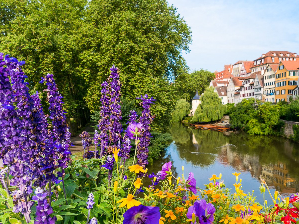 Der Tübinger  Blumenschmuck ist wieder klasse! Auf der Neckarbrücke und in der  Altstadt grünt und blüht es. Zum Teil auch insektenfreundlich! Die bunte Pracht macht einfach gute Laune. Unsere Gärtner/ Stadtgärtner sind die Größten😀🌸🌻🐝
#visittuebingen #allzeit #Sommer