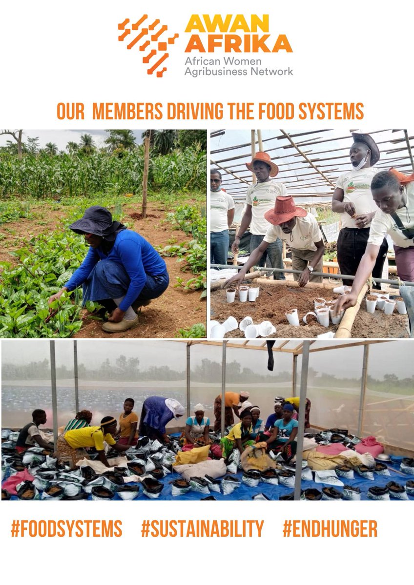 Awan_Afrika's tweet photo. AWAN Afrika eyes on #UNFoodSystemsSummit +2 Stocktaking Moment-Rome, Italy now happening! Keen on conversations tackling ongoing global food crisis. Ready to implement solutions that support Women & Youth in Agribusiness across Africa! #FoodSystems #EndHunger @FAOAfrica @FAO https://t.co/caZBqLI1Jz