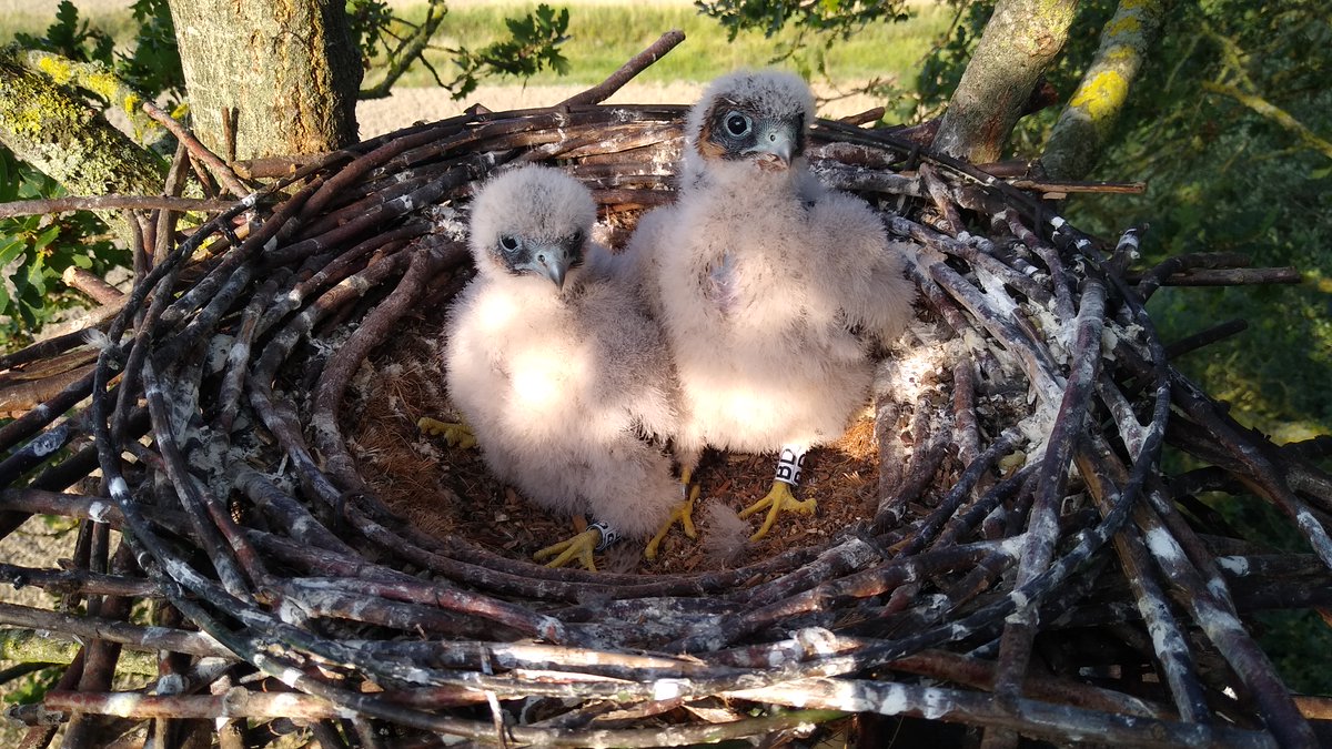Meet our two live camera Hobby chicks, ringed this week under licence. Each chick was colour-ringed and we have a female BD and a male we think, BF. Check out the live camera for the latest happenings in the nest. youtube.com/watch?v=Y01cvs… #springwatch #dorset #hobby
