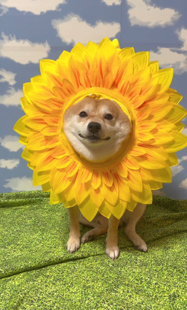 ひまわりライオン🌻🦁　#豆千代くん　#豆柴　#柴犬