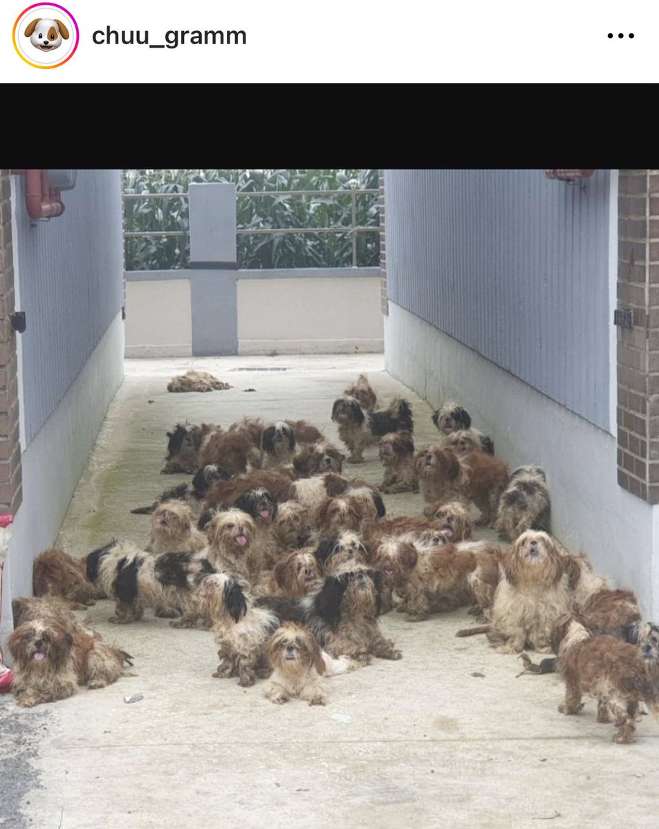 hyenbutler's tweet photo. 번식업자가 포항 보호소에 시츄 40마리 
버리고갔대요 작은 관심 부탁드려요..! https://t.co/PzZb9IOtOJ