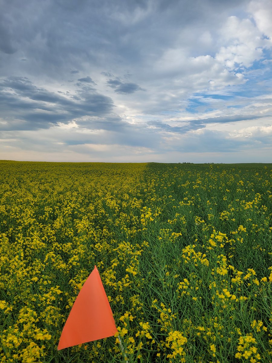 We officially have 5'8 CS4000 LL in Baldur, MB! <a href="/_DSAG_/">DSAG</a> <a href="/canterraseeds/">CANTERRA SEEDS</a>  

(Actually, 5'9 if you check HockeyDB (noootttt a big deal)) 🤣