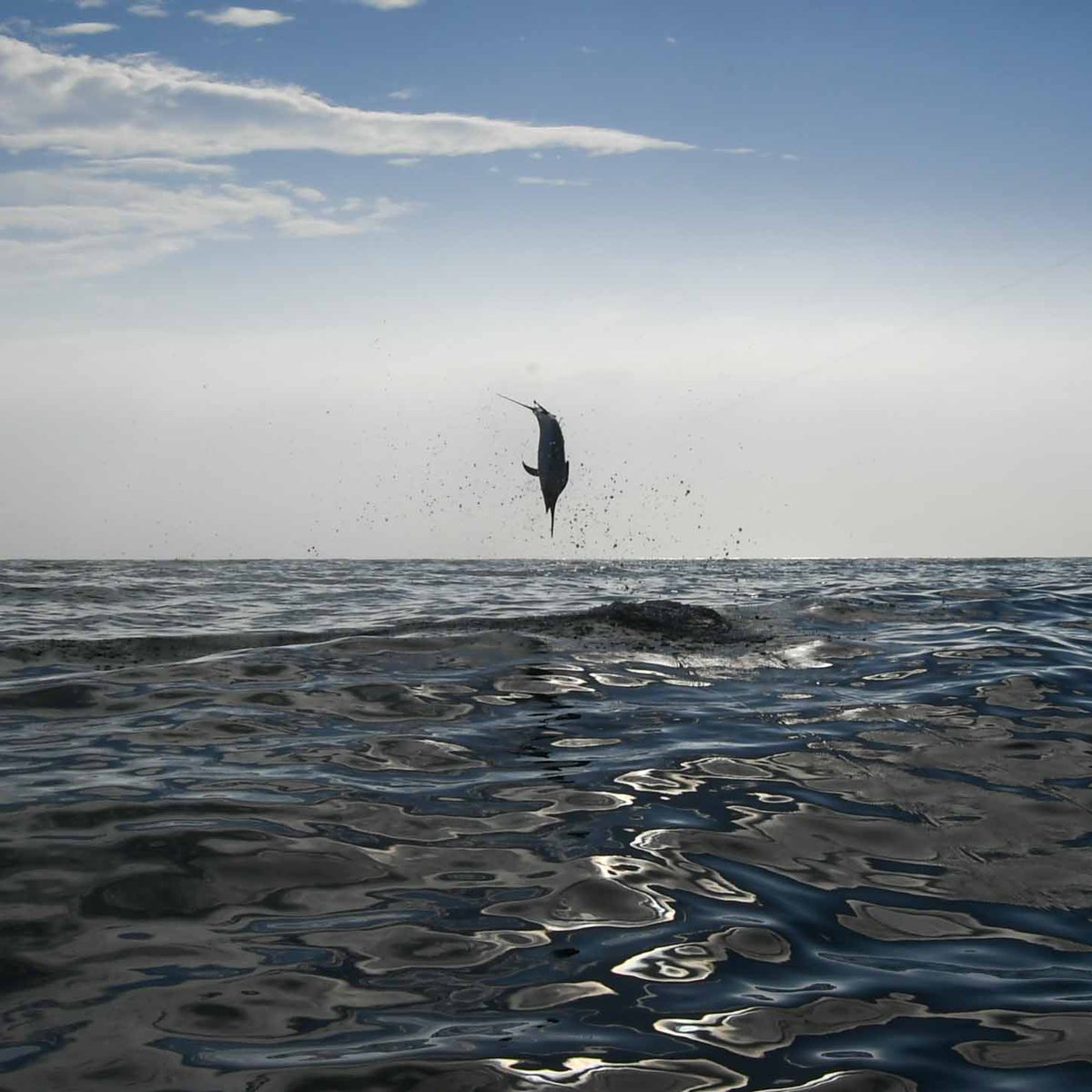 BillfishReport's tweet image. Bazaruto, Mozambique - IBO has gone 2-2 on Black Marlin over 2-Days. #BlackMarlin #Bazaruto