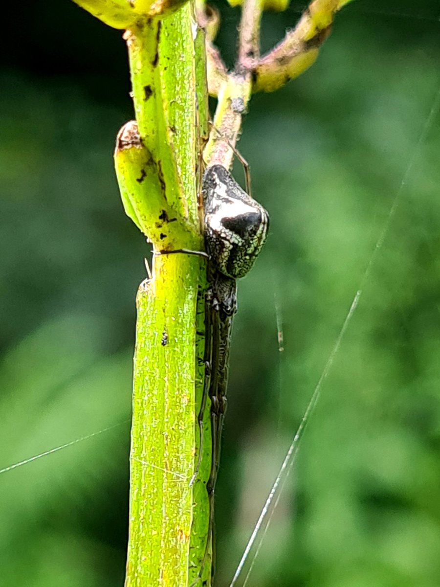Meadowendy (@wendyholliday13) on Twitter photo What a fabulous spider...on figwort by the pond. My trusty ID app tells me Tetragnatha sp. possibly obtusa?
Confirmation, if possible, would be fab!
<a href="/ViperaDan/">Dan Lombard</a> @WhitbyNats What a fabulous spider...on figwort by the pond. My trusty ID app tells me Tetragnatha sp. possibly obtusa?
Confirmation, if possible, would be fab!
<a href="/ViperaDan/">Dan Lombard</a> @WhitbyNats
