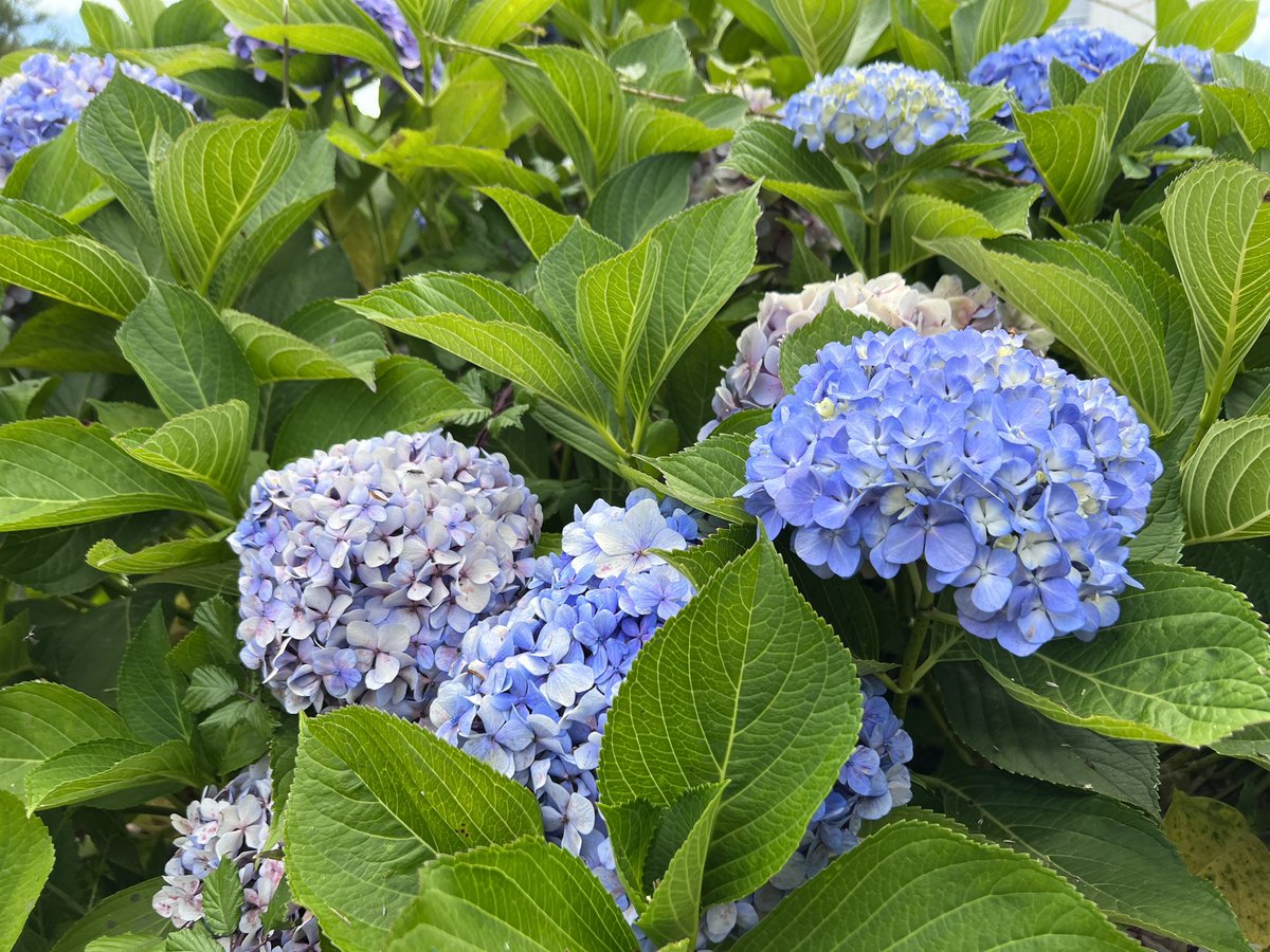 josetes112's tweet photo. Las hortensias que mi madre cuidaba con afecto bajo la complicidad de mi padre y recordando “ GALICIA NAI E SEÑORA” , a todos los Gallegos en el exterior, a los de casa y a toda España y los que se sienten como en casa cuando vienen. #FelizDiaDeGalicia #Feliz25deJulio https://t.co/i4Bfjbmmu5