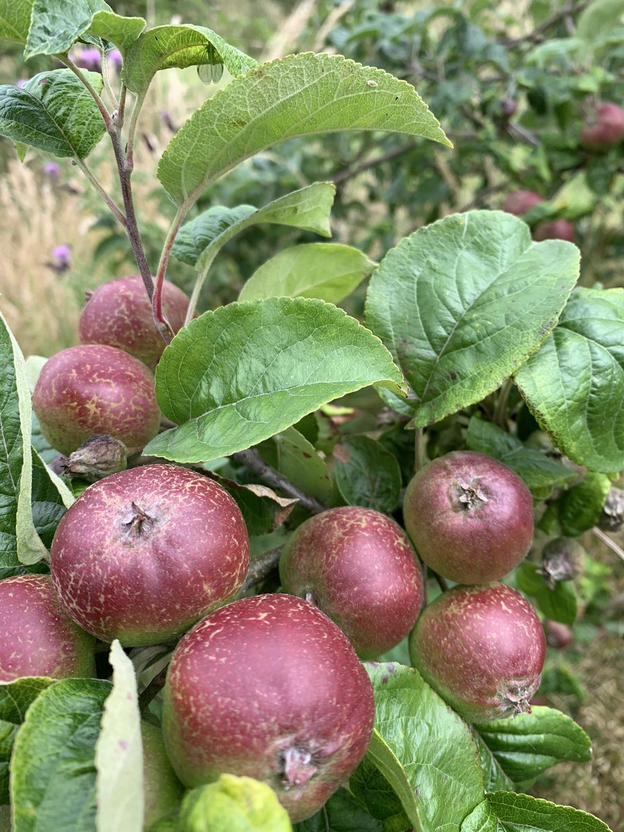 Here come the apples!

#cider #blackdabinett #ciderapples #leicestershirecider #orchard #meltonmowbray #cidentro #workingwithnature