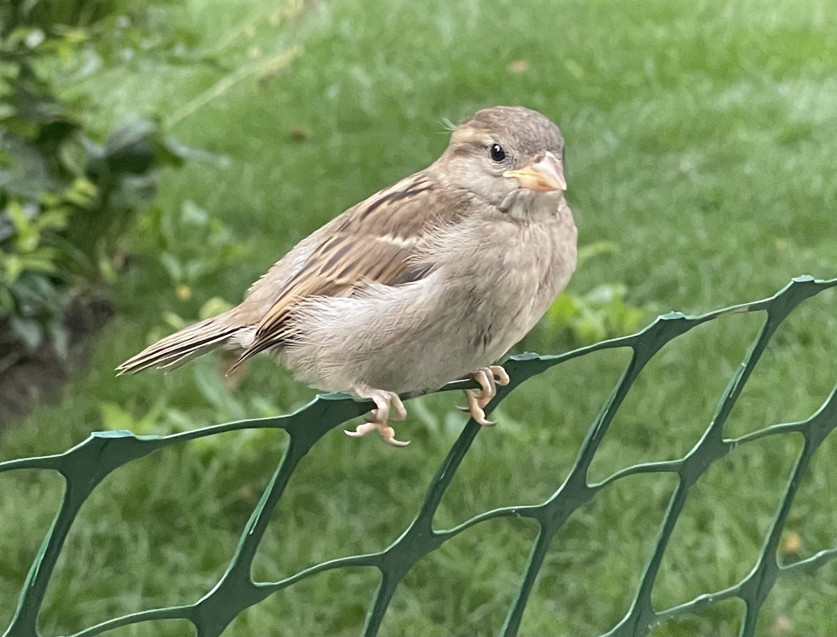 New friend in #RittenhouseSquare. He sends his regards to all his followers #Philly ⁦@CecilyTynan⁩ ⁦@6abcadamjoseph⁩ ⁦@Brittany_Boyer⁩ ⁦@aliciavitarelli⁩ ⁦@SamChampion⁩ ⁦@TheArtsInPhilly⁩