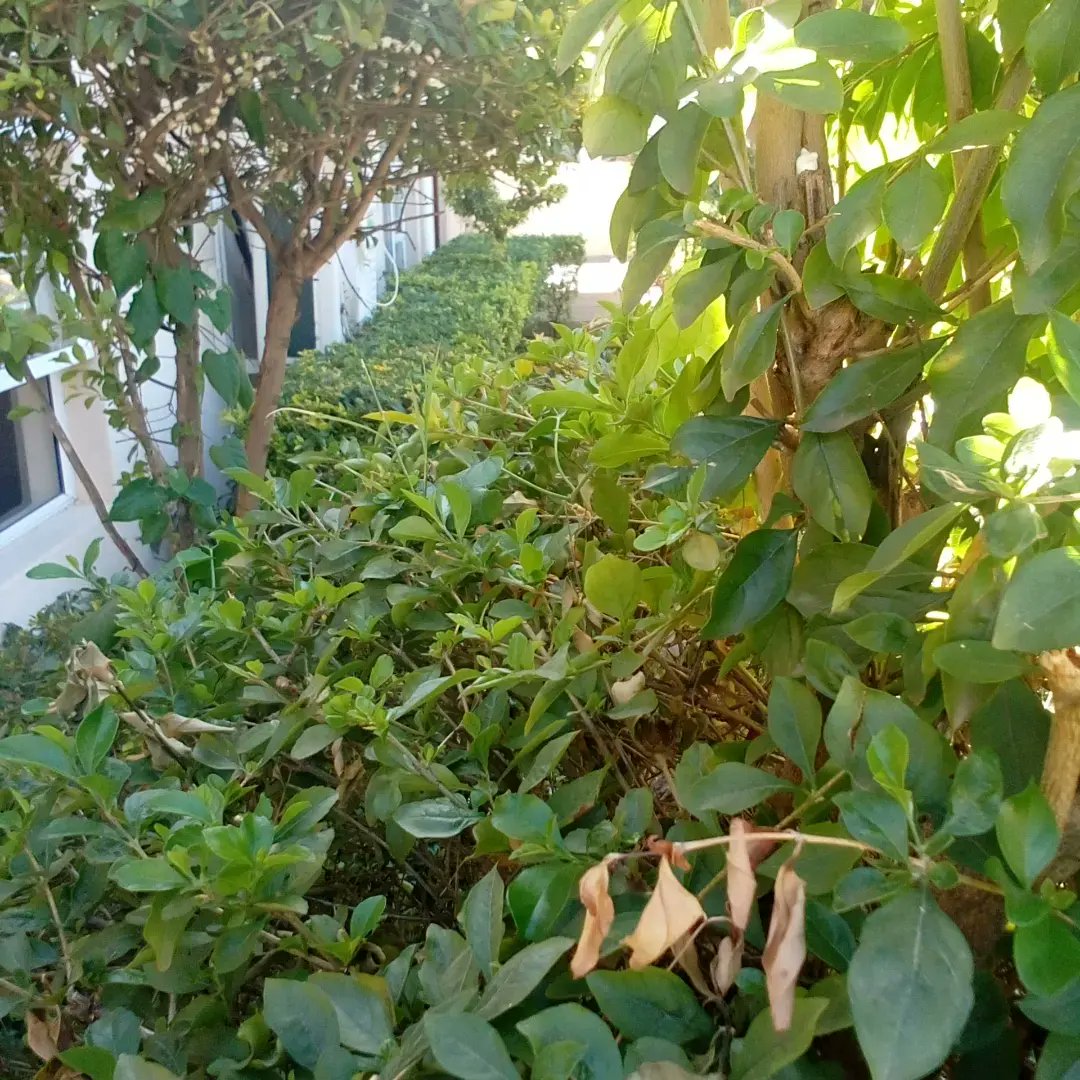 For all your landscaping, rubble collection, irrigation system, pool cleaning and paving. Contact us on 74436493 or app