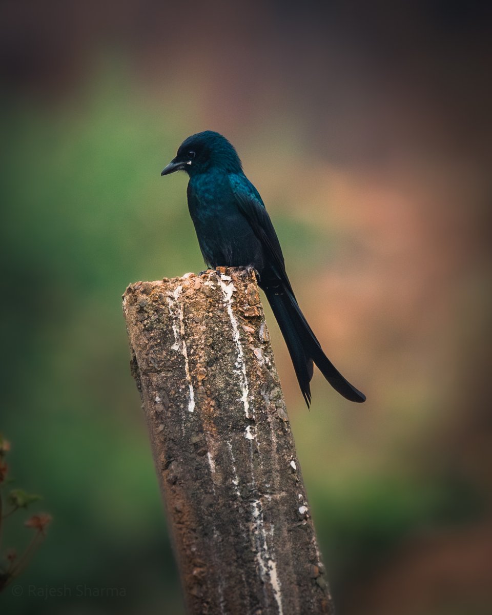 A Black Drongo! 
#BirdTwitter #BirdsOfTwitter #ThePhotoHour  @birdnames_en @IndiAves