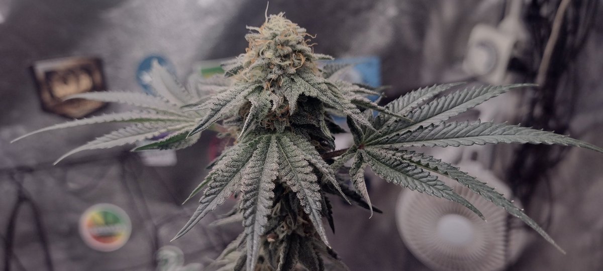 DjVisionaire's tweet photo. Day 45, Getting some purple fade in the leaves, temp has been higher than I want in flower but still looking good π
𧬠@Raw_Genetics_
π‘ @MarsHydroLight #Tsl2000 & #Tsw2000
#growyourown #CannabisCommunity #CannaLand #StonerFam #420community #weedcommunity #weedMob #SeedTester https://t.co/abO10A9HY9