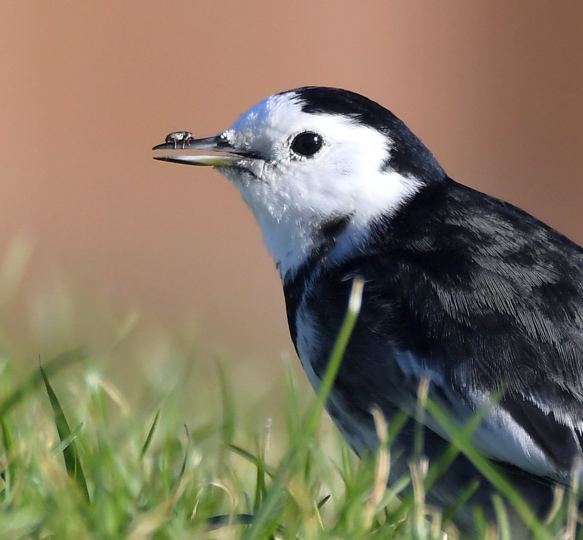 CarlBovisNature's tweet photo. Elon Musk may have got rid of Larry the bird, but don't worry... if you follow me you'll still be getting all the bird content you could ever desire, every single bird-filled day! 🙏😊 
Tweet tweet! 🐦❤️ https://t.co/Xxcru7fGgA