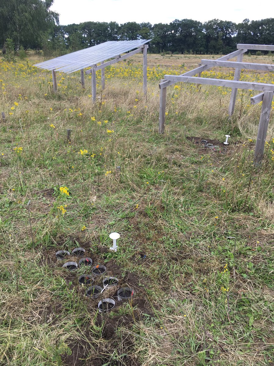 Prof. Franciska de Vries π¦ ππͺ±π±ππ (@frantecol) on Twitter photo The final and most exciting phase of the network of drought experiments within my <a href="/ERC_Research/">European Research Council (ERC)</a> Starting Grant has commenced: field manipulations to test the impact of drought on plant-microbe and plant-plant interactions, and the resulting growth of seedlings! The final and most exciting phase of the network of drought experiments within my <a href="/ERC_Research/">European Research Council (ERC)</a> Starting Grant has commenced: field manipulations to test the impact of drought on plant-microbe and plant-plant interactions, and the resulting growth of seedlings!
