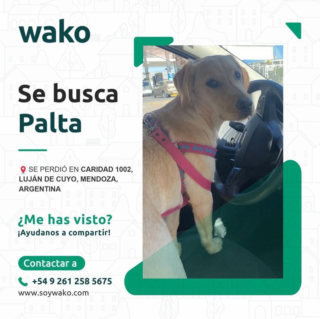 Buscamos a Palta. Es una labradora de 7 meses, tiene una manchita en el hocico. Se perdió el domingo por chacras de coria, Mendoza. Tenía puesto un collar verde.

Gente de Mza porfa ayuden a difundir 💔