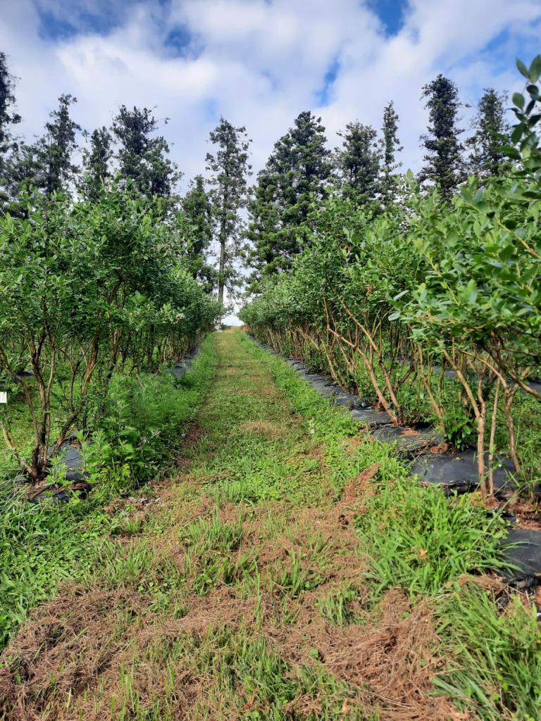 _Codiagro's tweet photo. #Arándanos desde Georgia que se cultivan con el programa Codiagro. https://t.co/sW5pfx4XF3
