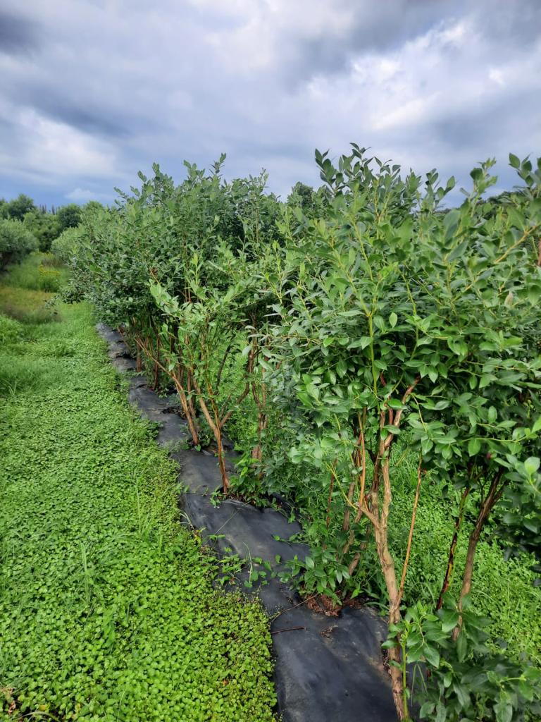 #Arándanos desde Georgia que se cultivan con el programa Codiagro.