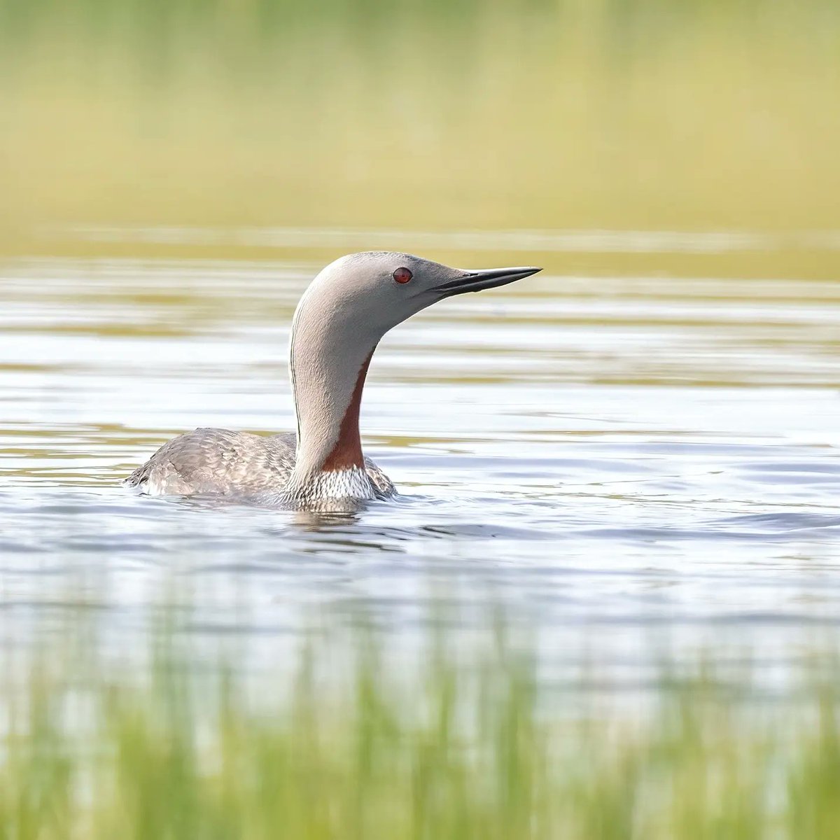 Red Throated Diver chick (from a Schedule 1 licensed hide) @shetlandnature , and an adult from the roadside.