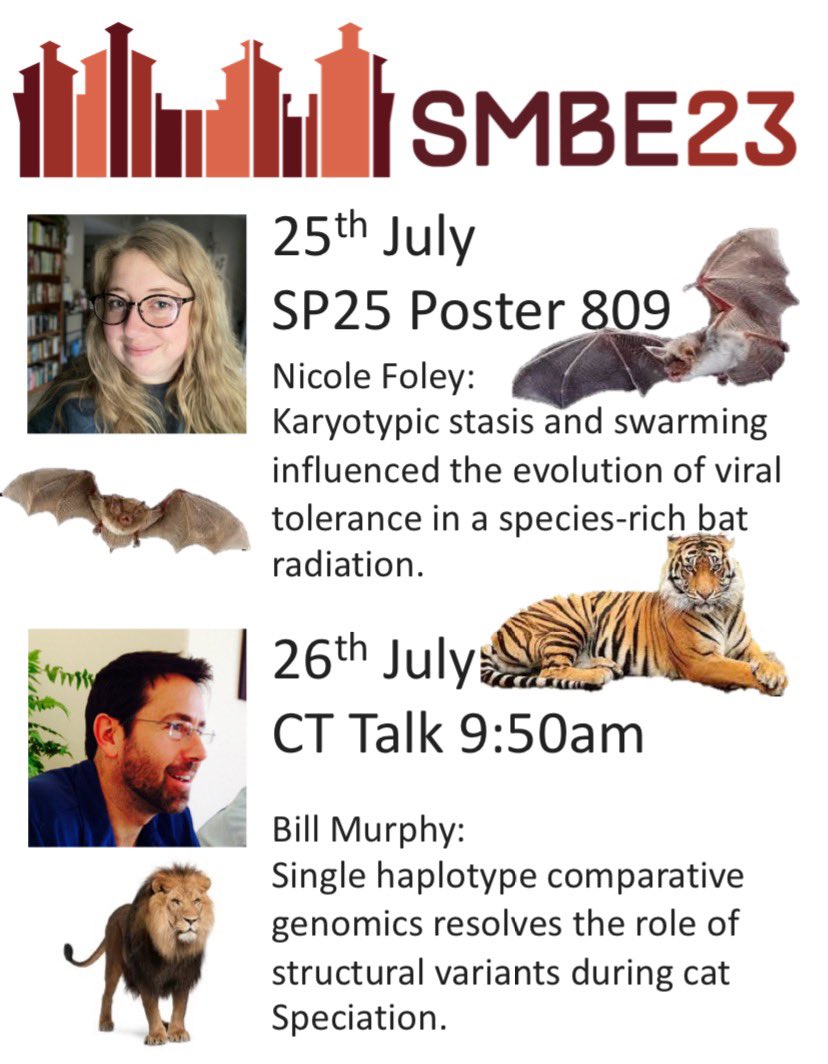 Murphy Lab double header coming up at #SMBE2023 @OfficialSMBE! Come see us to learn what we’ve been getting up to with #mammals,#bats, #cats, #Zoonomia and comparative genomics at @TAMUGENE