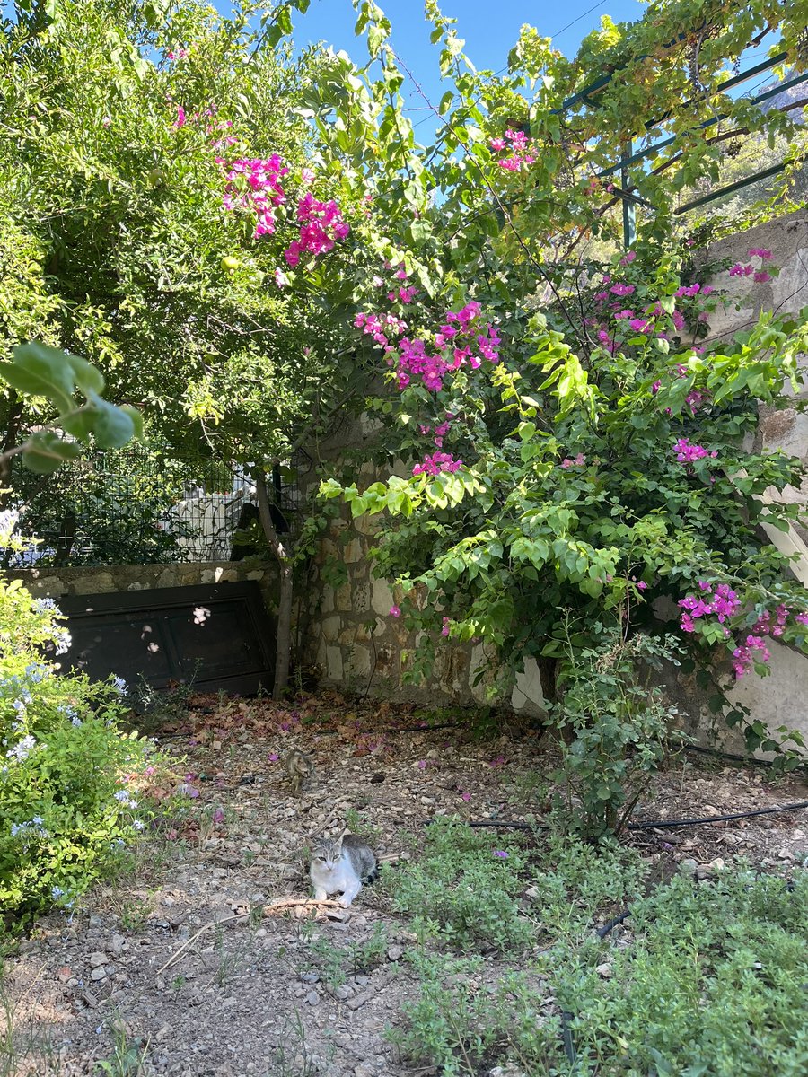 Zi Yun Huang tweet media