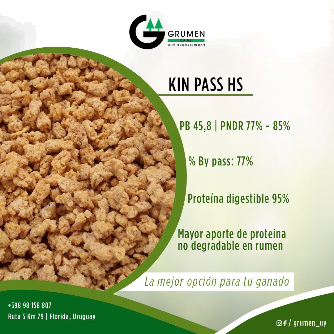 GrumenZootec's tweet photo. 📝👨‍💻En dietas lecheras debemos satisfacer niveles de Proteína Degradable en Rumen asi como de proteína by pass!! En @grumen_uy contamos con KIN PASS HS!! El producto más conveniente del
mercado como fuente de proteína pasante!! Somos #sociosensuproduccion #GANADERIA #LECHERIA https://t.co/7r1AsGMrrj