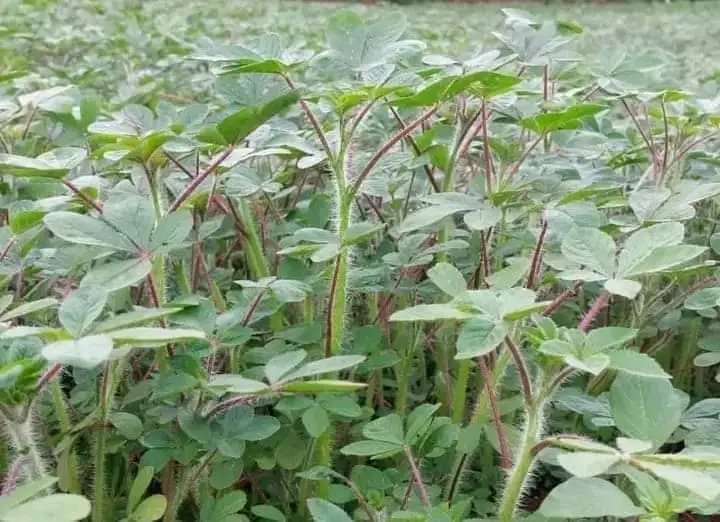 How do you call it in your own language my favourite <a href="/amerix/">Eric</a> <a href="/gathogosimon79/">Presenter Kongowea</a> <a href="/KadunaMOAgric/">Kaduna State Ministry of Agriculture</a>