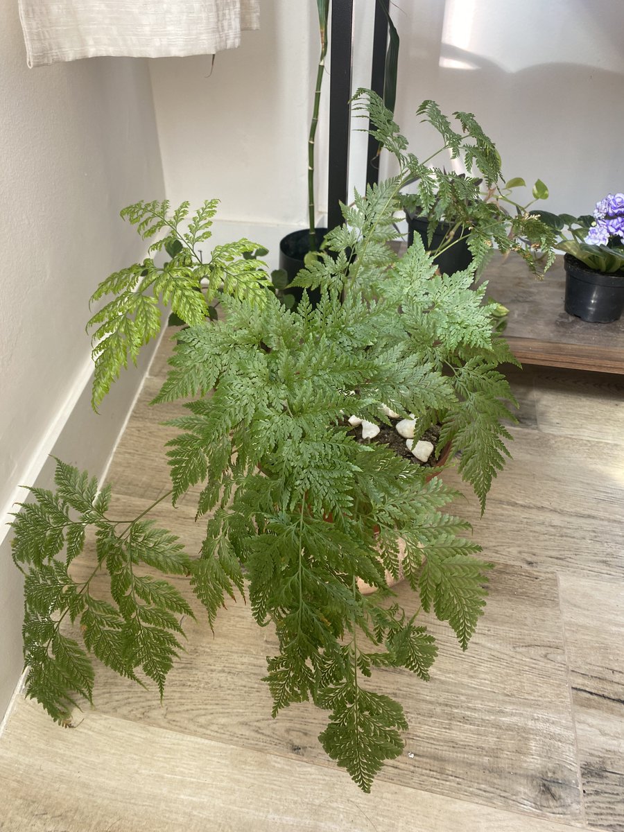 Augusto Pereira tweet media