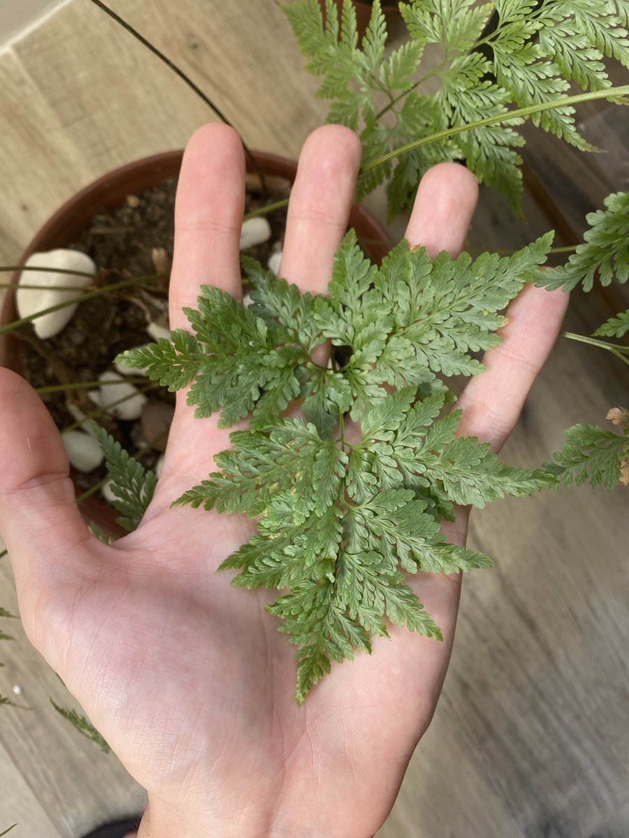 Augusto Pereira tweet media