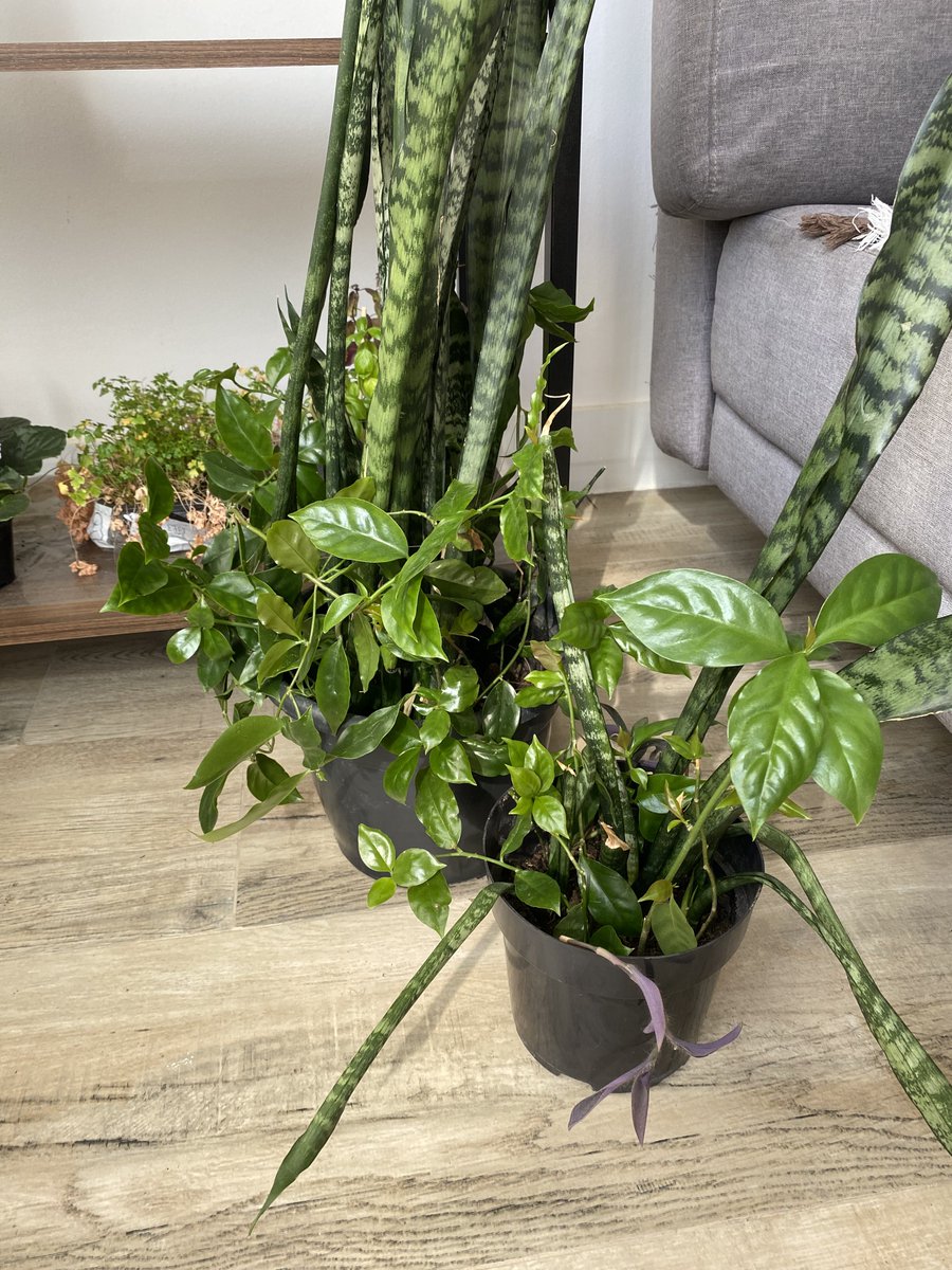 Augusto Pereira tweet media