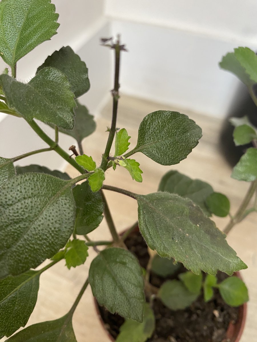 Augusto Pereira tweet media