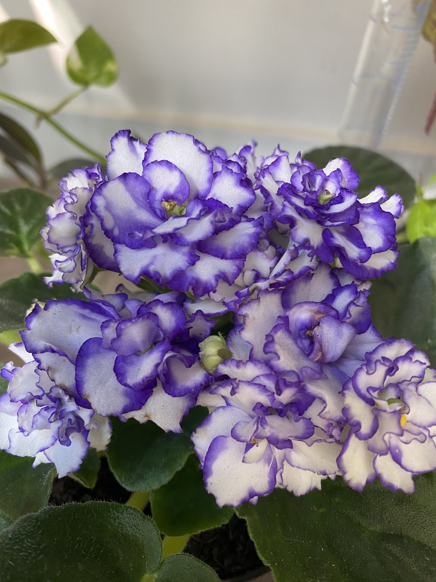 Augusto Pereira tweet media