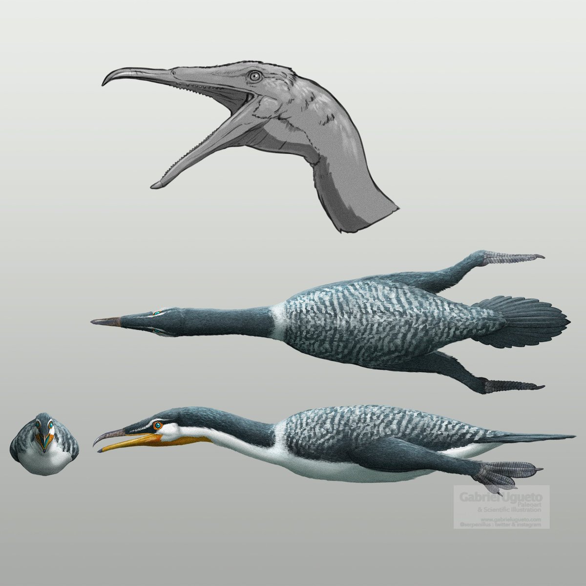 Ok, here it is! This is the concept design of Hesperornis I did for Prehistoric Planet 2