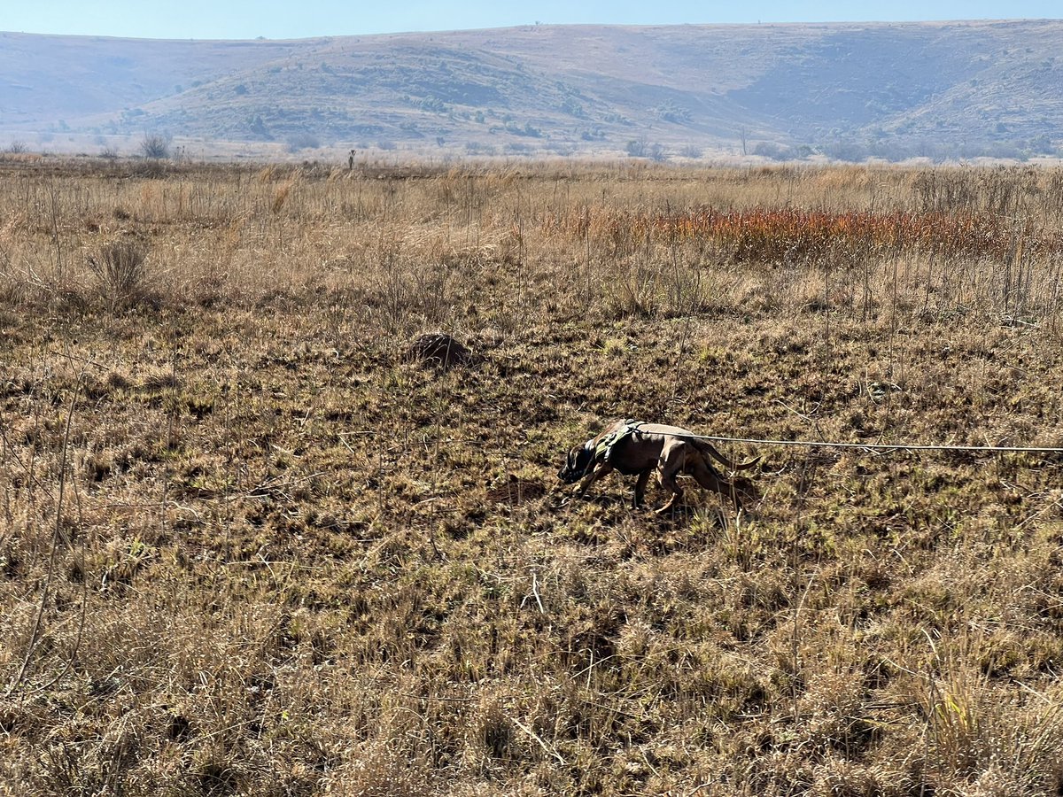 VisscherWesley's tweet photo. Tracking &amp; trailing in South Africa 🇿🇦 #sifd #scentimprintfordogs #scentimprintconservationdogs #trackingdogs #tracker #trackingdogs #trackerdog #mantrailing #mantrailingdog #bavarianmountainhound #scenthound #dogtraining #speurhond #k9unit #k9training @DogsScent @Scentimprint https://t.co/VPJbKf8uHG