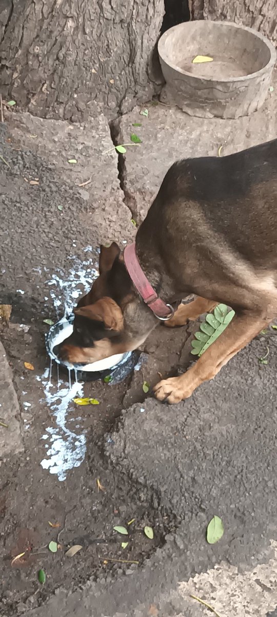 SreejaDeb10's tweet photo. We frequently pour our leftover food down the drains and into the dumbs. I believe that rather than throwing leftovers out, you might think about feeding them to the street dogs, making sure they are first safe for canine eating.
#foodokwasteyaake
#dontwastefood 
#zerowaste https://t.co/AN5bAjooo0