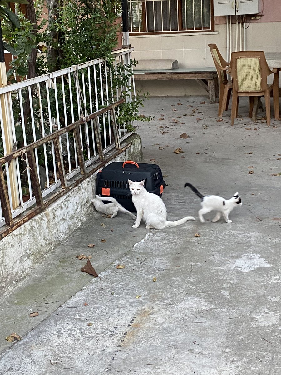 slmbnekimyon's tweet photo. Üç bacaklı yavruyu ilk kez sevebildim az önce 🥹🥹 ben üniversiteye gitmeden yuva bulur muyuz kii 
En sağdaki bebek Denizli https://t.co/qMpyIaffZu