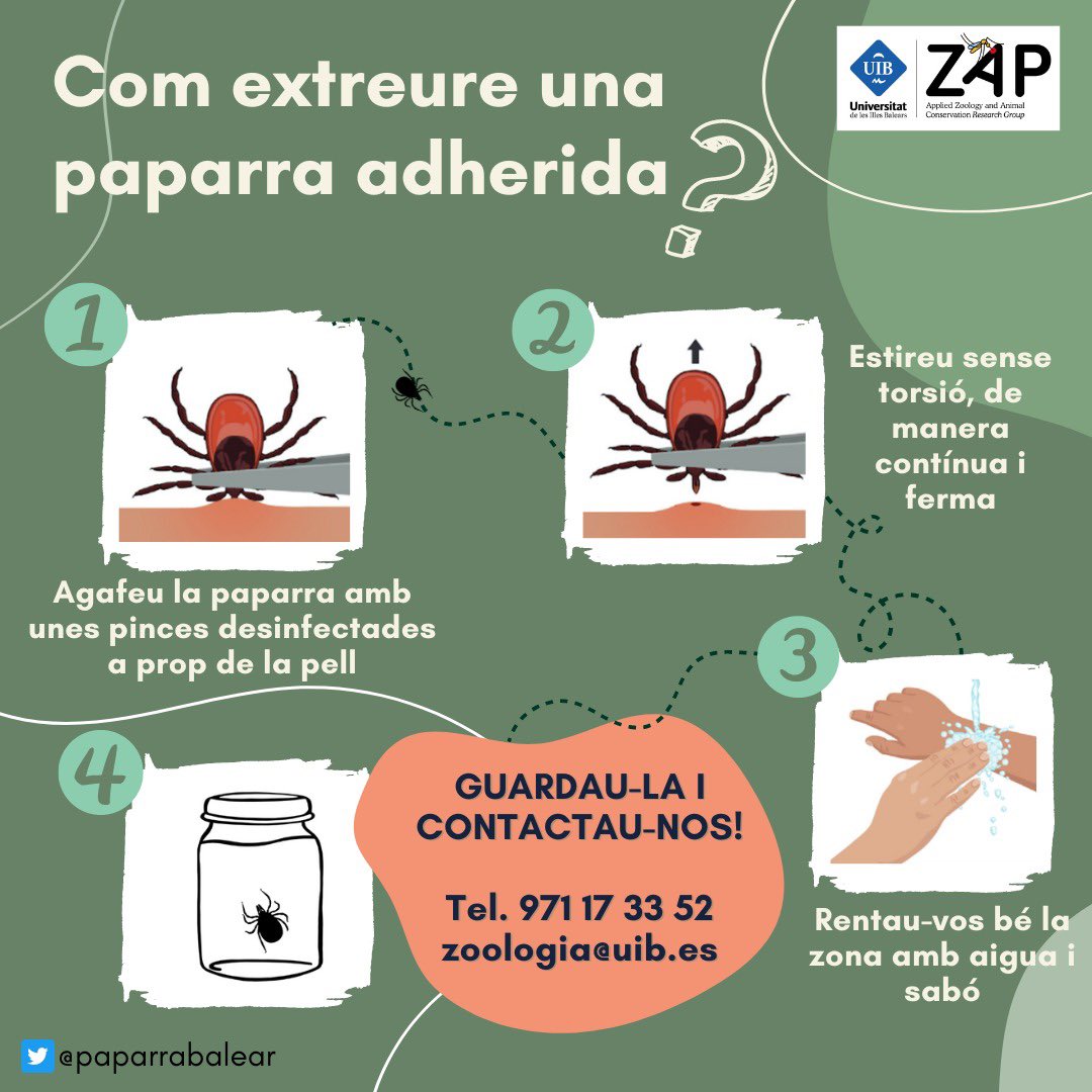 paparrabalear's tweet photo. Hi ha molts de mites sobre quina és la forma adequada d’extreure una paparra. La veritat és que la forma més apropiada segons @CDCgov és senzillament estirar de manera ferma i a prop de la boca del paràsit. 
Si no us veieu amb coratge podeu acudir a un centre sanitari/veterinari. https://t.co/zMl9bgBpHd