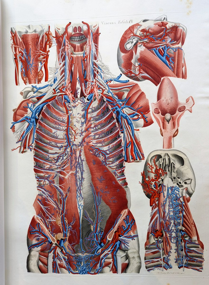 Each week we're going to be showcasing a treasure from our collections. We thought we'd start with Italian physician and anatomist Paolo Mascagni's great work 'Anatomia universa' published in 1823, an elephant-sized folio of hand-coloured anatomical plates.