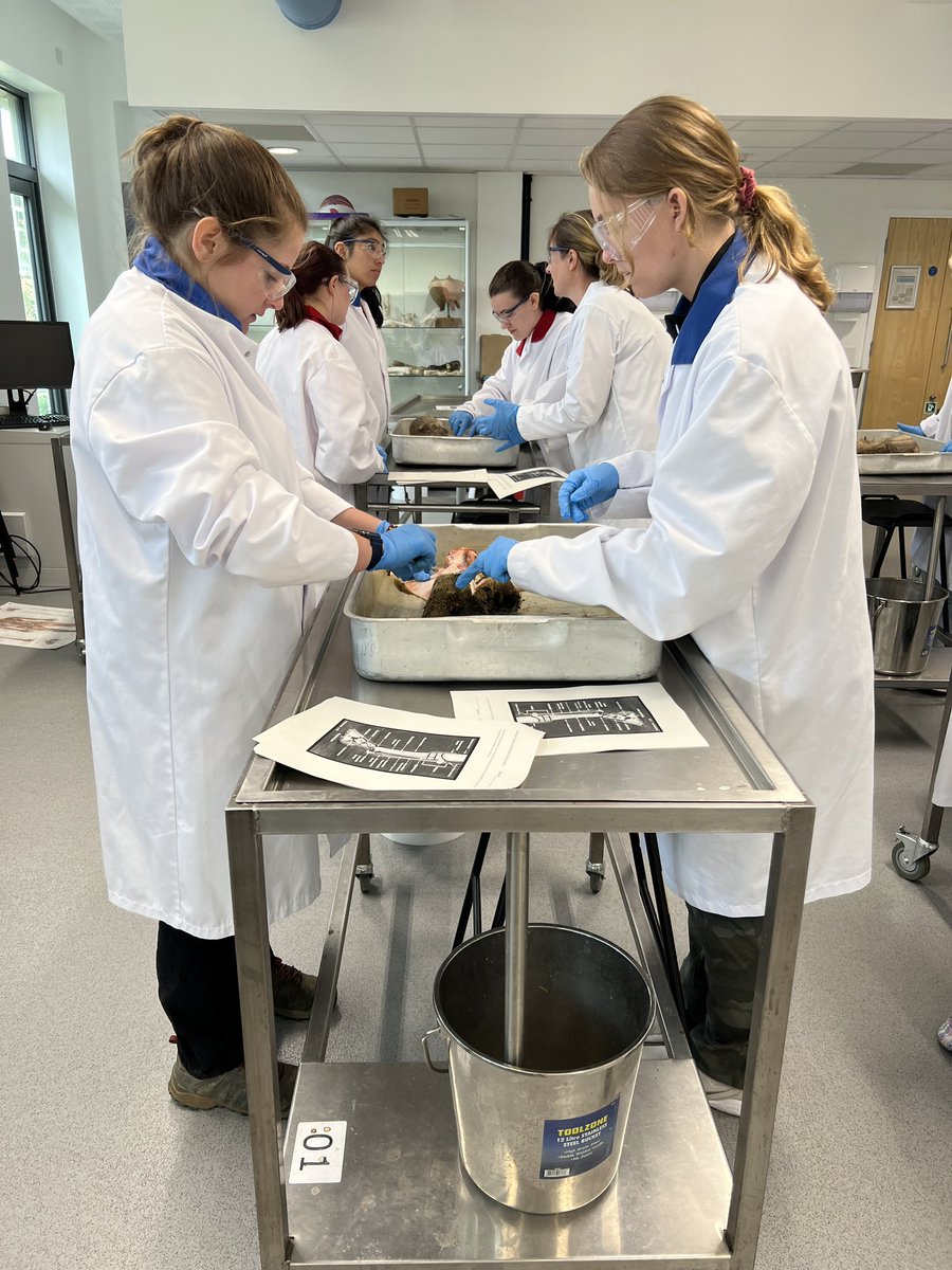NCStateVetPAC's tweet photo. Day 2 of Dr Trivedi’s ANS 395 Animal physiotherapy course is going very well @HarperAdamsUni- basic anatomy, gait analysis limb dissection, clinical assessments done! @NCStateCALS &amp; @NCStateSciences students are busy all week with hands- on labs. @NCState https://t.co/rPBFpn9D67