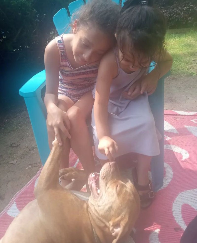 DoreneShaver1's tweet photo. Watch out for them #pitbulls n #bullybreeds around kids they have a #dangerpus #smile and be careful they have a #contagious #cuteness about um ❤️ https://t.co/KFdVJYfmYT