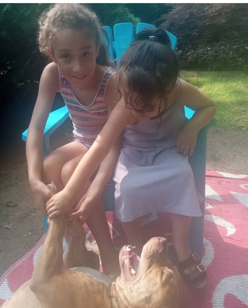 DoreneShaver1's tweet photo. Watch out for them #pitbulls n #bullybreeds around kids they have a #dangerpus #smile and be careful they have a #contagious #cuteness about um ❤️ https://t.co/KFdVJYfmYT