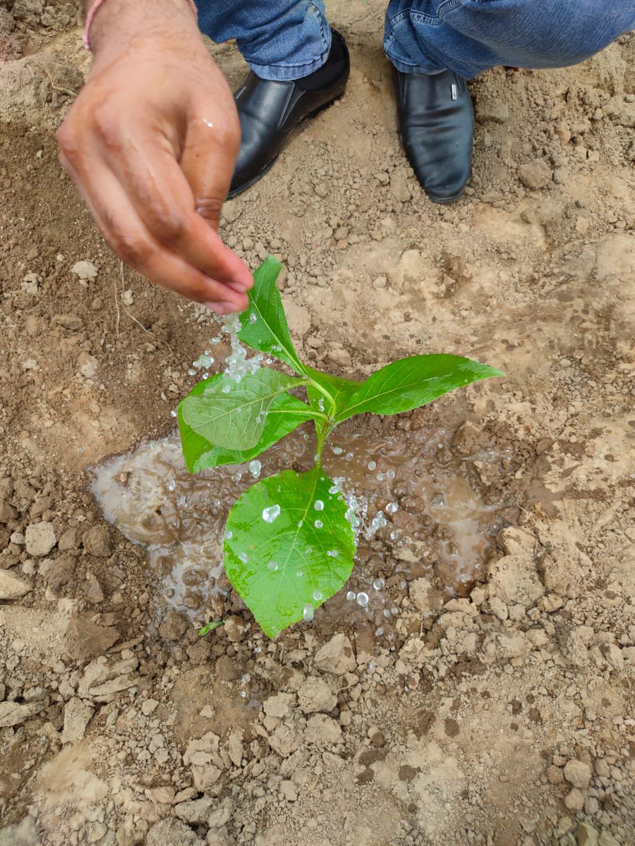 HiTechColleg's tweet image. Only we can work towards a cleaner, healthier &amp;amp; more prosperous planet.

To sensitize everyone about the need to preserve our environment and ecology, a Tree plantation drive was organised by the Hi-Tech Institute of Engineering &amp;amp; Technology.

#hitechinstitute #treeplantation