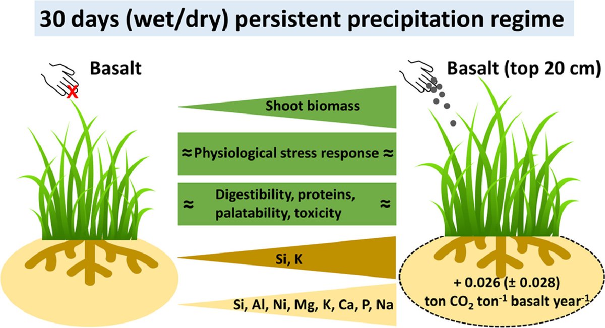 SilPoblador's tweet photo. Check out our new paper on how basalt application improves the performance of grassland monocultures under climate change, despite limited soil #Csequestration rates.
Beautiful work led by @Simon_Reynaert!
Click here for more info https://t.co/nAqmIKG1tg https://t.co/IvflTCGYDW