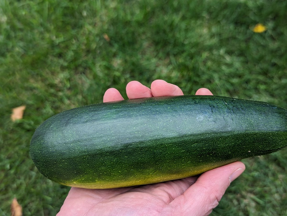 wcehon's tweet photo. Harvested my first zucchini of the season. So many more to come #gardening #vegetables https://t.co/61qSQMbv9l