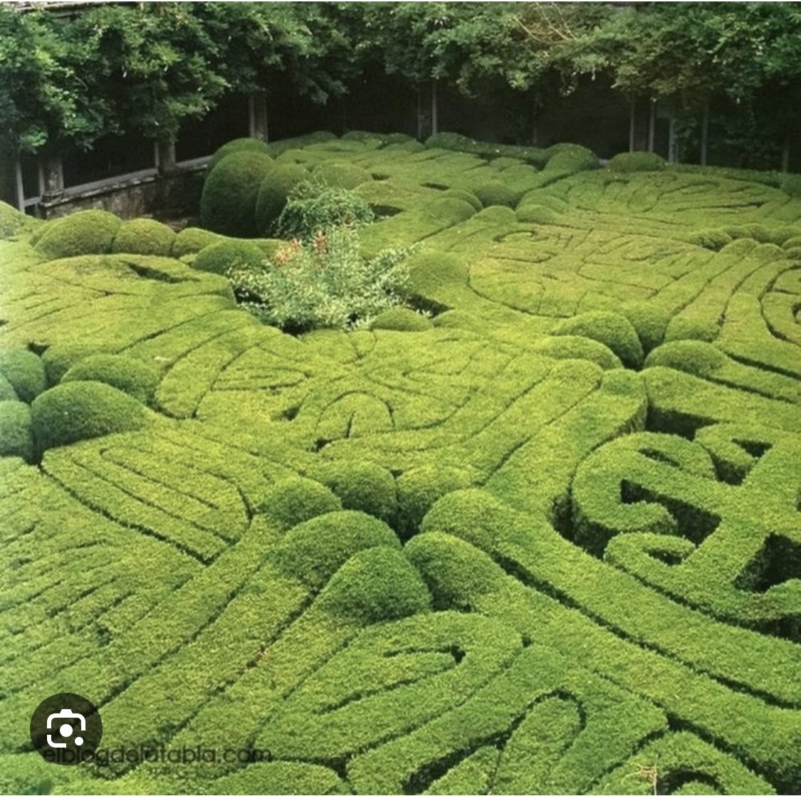 cmonica75's tweet image. Plantés il y a 400 ans, ces bois à Pazo de San Lorenzo à Saint-Jacques de Compostelle, en Espagne, forment l'un des plus vieux labyrinthes allégoriques au monde.

#maze #topiary #boxwood #garden #allegoricalmaze